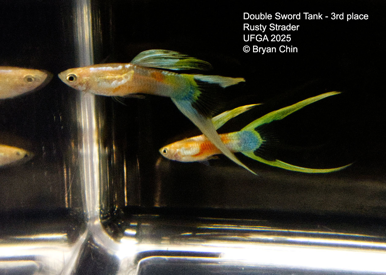 Guppy Double Swordtail